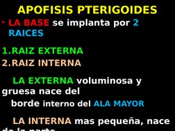 APOFISIS PTERIGOIDES
• LA BASE se implanta por 2 
RAICES
1.RAIZ EXTERNA
2.RAIZ INTERNA
    LA EXTERNA voluminosa y 
gruesa na