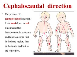 Cephalocaudal  direction
• The process of 
cephalocaudal direction 
from head down to tail. 
This means that 
improvement in