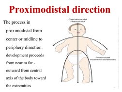 Proximodistal direction 
The process in 
proximodistal from 
center or midline to 
periphery direction. 
development proceeds