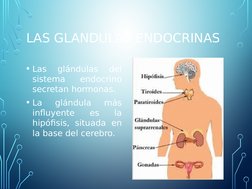 LAS GLANDULAS ENDOCRINAS
• Las 
glándulas 
del 
sistema 
endocrino 
secretan hormonas.
• La 
glándula 
más 
influyente 
es 
l