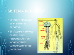 SISTEMA NERVIOSO
• El tercer elemento 
es el sistema 
nervioso.
• El sistema nervioso 
central SNC, 
responsables de 
innumer