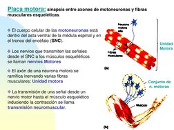 El cuerpo celular de las motoneuronas está 
dentro del asta ventral de la médula espinal y en 
el tronco del encéfalo (SNC).