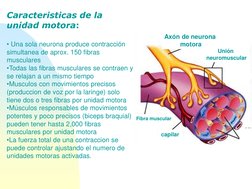 Caracteristicas de la 
unidad motora:
• Una sola neurona produce contracción
simultanea de aprox. 150 fibras  
musculares
•To