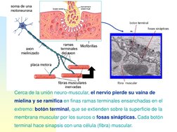 Cerca de la unión neuro-muscular, el nervio pierde su vaina de
mielina y se ramifica en finas ramas terminales ensanchadas en