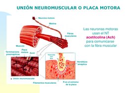Las neuronas motoras
usan el NT 
acetilcolina (Ach)
para comunicarse 
con la fibra muscular
Neurona motora
Mielina
Fibras
mus