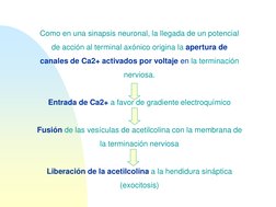 Como en una sinapsis neuronal, la llegada de un potencial
de acción al terminal axónico origina la apertura de
canales de Ca2