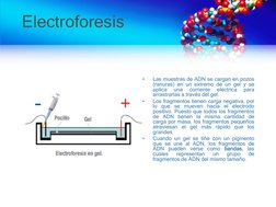 Electroforesis
•
Las muestras de ADN se cargan en pozos
(ranuras) en un extremo de un gel y se
aplica
una
corriente
eléctrica