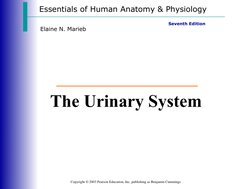 Essentials of Human Anatomy & Physiology
Copyright © 2003 Pearson Education, Inc. publishing as Benjamin Cummings
Seventh Edi