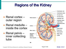 Regions of the Kidney
Regions of the Kidney
Slide 15.5
Copyright © 2003 Pearson Education, Inc. publishing as Benjamin Cummin