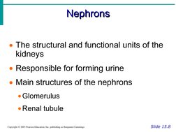 Nephrons
Nephrons
Slide 15.8
Copyright © 2003 Pearson Education, Inc. publishing as Benjamin Cummings
The structural and fun
