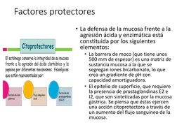 Factores protectores 
• La defensa de la mucosa frente a la 
agresión ácida y enzimática está 
constituida por los siguientes