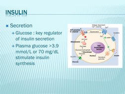INSULIN
Secretion
Glucose : key regulator 
of insulin secretion
Plasma glucose >3.9 
mmol/L or 70 mg/dL
stimulate insulin