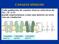 CANALES IÓNICOS
CANALES IÓNICOS
Cada población de canales iónicos selectivos de 
Na+, K+ o Cl-
puede representarse como una b