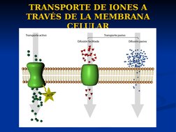 TRANSPORTE DE IONES A 
TRANSPORTE DE IONES A 
TRAVÉS DE LA MEMBRANA 
TRAVÉS DE LA MEMBRANA 
CELULAR
CELULAR
