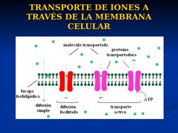 TRANSPORTE DE IONES A 
TRANSPORTE DE IONES A 
TRAVÉS DE LA MEMBRANA 
TRAVÉS DE LA MEMBRANA 
CELULAR
CELULAR
