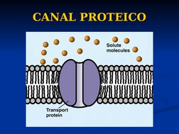 CANAL PROTEICO
CANAL PROTEICO
