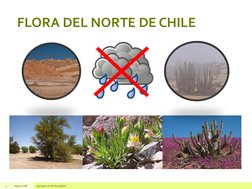 Flora y Fauna del Norte de Chile para Niños | PDF | Tecnología
