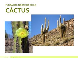 Flora y Fauna del Norte de Chile para Niños | PDF | Tecnología