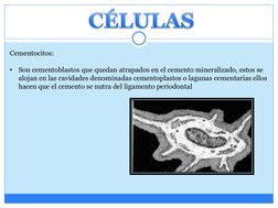 Cementocitos:
•
Son cementoblastos que quedan atrapados en el cemento mineralizado, estos se 
alojan en las cavidades denomin