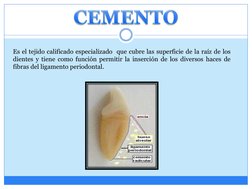 Es el tejido calificado especializado que cubre las superficie de la raíz de los
dientes y tiene como función permitir la ins