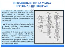 La
formación
del
cemento
tiene
lugar
durante la formación de la raíz, las células
que
forman
el
cementos
son
los
cementoblast