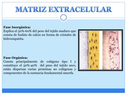 Fase Inorgánica:
Explica el 50%-60% del peso del tejido maduro que
consta de fosfato de calcio en forma de cristales de
hidro