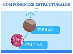 CELUAS
FIBRAS
