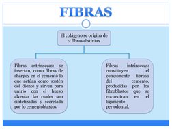 El colágeno se origina de 
2 fibras distintas
Fibras
extrínsecas:
se
insertan, como fibras de
sharpey en el cementó lo
que ac