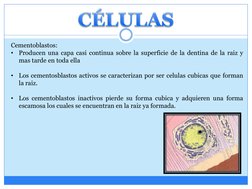 Cementoblastos:
•
Producen una capa casi continua sobre la superficie de la dentina de la raiz y
mas tarde en toda ella
•
Los