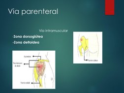 Via parenteral
Via intramuscular
-Zona dorsoglútea
-Zona deltoidea
