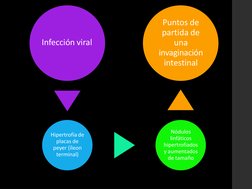 Infección viral
Hipertrofia de  
placas de  
peyer (íleon  
terminal)
Nódulos  
linfáticos  
hipertrofiados  
y aumentados