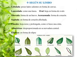 SEGÚN SU LIMBO 
•
Lobulada: posee lados salientes en forma de curvas. 
•
Lanceolada: como una lanza. 
Oval: hoja en forma de