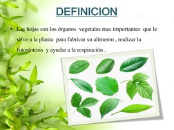 DEFINICION 
• Las hojas son los órganos  vegetales mas importantes  que le 
sirve a la planta  para fabricar su alimento , re