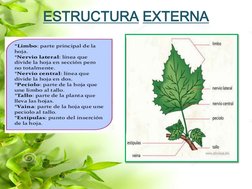 ESTRUCTURA EXTERNA 
