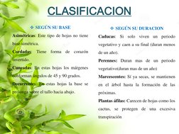 CLASIFICACION 
SEGÚN SU BASE 
Asimétricas: Este tipo de hojas no tiene 
base simétrica. 
Cordadas: Tiene forma de corazón 
i