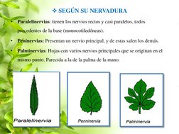 SEGÚN SU NERVADURA 
•
Paralelinervias: tienen los nervios rectos y casi paralelos, todos 
procedentes de la base (monocotile