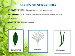 SEGÚN SU NERVADURA 
•
CURVINERVIAS : Cuando los nervios son curvos 
•
DICOTÓMICAS: Cuando cada nervio se divide en dos ne