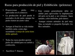 Razas para producción de piel y Exhibición  (peleteras)
•
Este
conejo
generalmente
debe
ser
adulto para aprovechar la implant