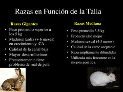 Razas en Función de la Talla
Razas Gigantes
• Peso promedio superior a 
los 5 kg
• Madurez tardía (+ 6 meses) 
en crecimiento