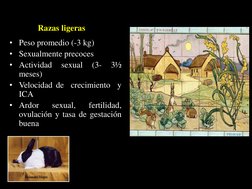 Razas ligeras
• Peso promedio (-3 kg)
• Sexualmente precoces
• Actividad
sexual
(3-
3½
meses)
• Velocidad de
crecimiento
y
IC