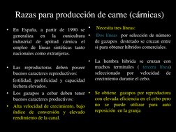 Razas para producción de carne (cárnicas)
•
En España, a partir de 1990 se
generaliza
en
la
cunicultura
industrial
de
aptitud