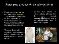 Razas para producción de pelo (pilífera)
• Esta representada por un 
único ejemplar, Angora.
Su procedencia, parece ser 
de A