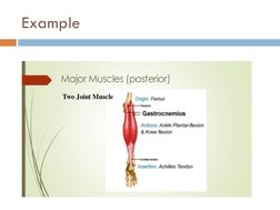 Active vs Passive Insufficiency Explained | PDF | Muscle Contraction ...