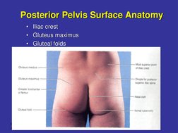 Frolich, Human 
Anatomy, Lower LImb
Posterior Pelvis Surface Anatomy 
• Iliac crest
• Gluteus maximus 
• Gluteal folds
