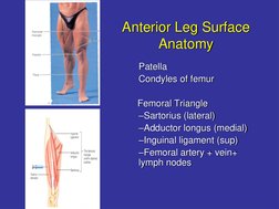 Anterior Leg Surface 
Anatomy 
Patella
Condyles of femur
Femoral Triangle
–Sartorius (lateral)
–Adductor longus (medial)
–Ing