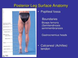Frolich, Human 
Anatomy, Lower LImb
Posterior Leg Surface Anatomy 
• Popliteal fossa
Boundaries
Biceps femoris 
(Semitendinos
