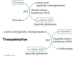 Transanimation Transamination in Amino Acid Metabolism | PDF | Transaminase | Alanine