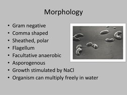 Morphology  
• Gram negative
• Comma shaped
• Sheathed, polar
• Flagellum
• Facultative anaerobic
• Asporogenous
• Growth sti
