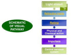 On Off Visual Visual Pathway and Binocular Vision Insights | PDF | Visual System | Eye
