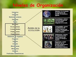 Niveles de Organización 
